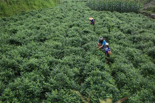 北中央地域で果樹を成功させる！耐寒性品種と霜対策のコツ