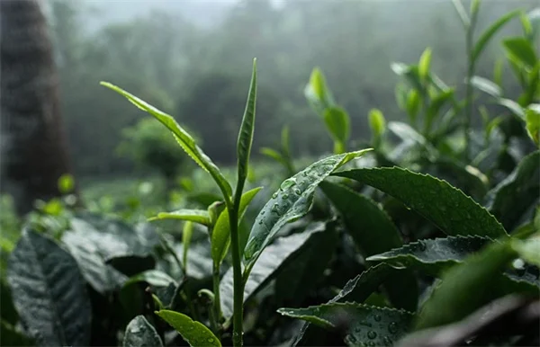 傷を癒す植物とその効果的な使い方【体験談あり】