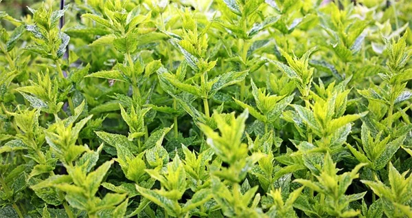 秋まきで失敗しない！蝶を呼ぶ花8種の種まき方とコツ