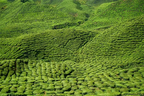 家庭で育てる癒しの植物 5選：心と体に効く育て方