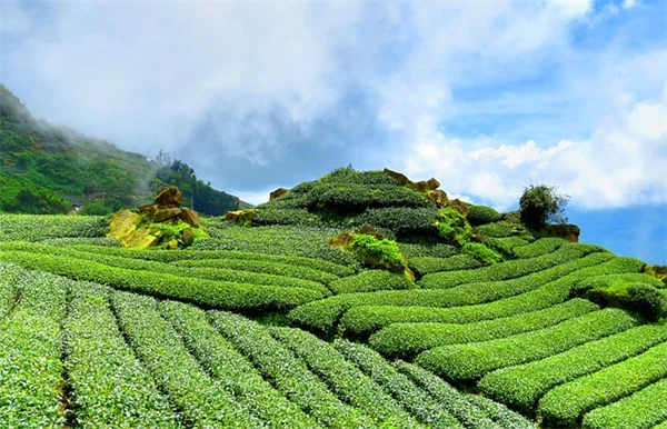 家庭で育てる癒しの植物 5選：心と体に効く育て方