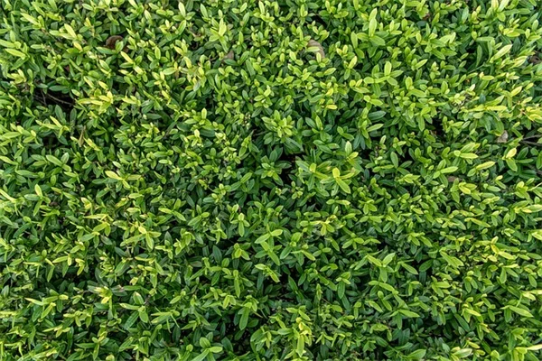 おしゃれなテラスの害虫対策、一石二鳥の方法とは？