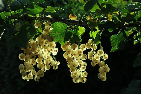 バナナの皮で観葉植物の葉を拭くのは実は効果なし？プロが解説